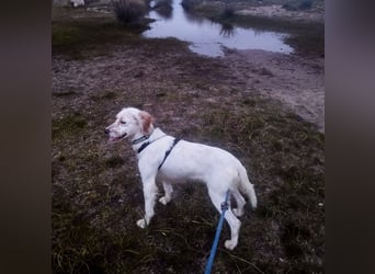 Leyla - junges freundliches Settermädchen