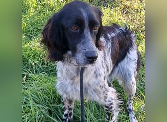 Gina -  Setter-Fans aufgepasst: eine wunderbare Hündin wartet auf Ihre Chance