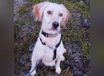 Leyla - junges freundliches Settermädchen