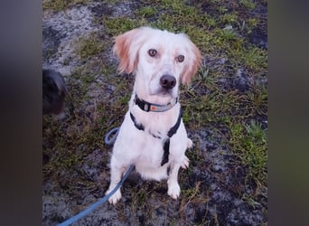 Leyla - junges freundliches Settermädchen