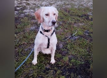 Leyla - junges freundliches Settermädchen