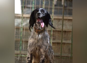 Fiona - wer heilt meine gebrochene Seele?