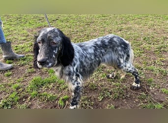 Viola - (Dringend Zuhause oder Pflegestelle gesucht) wo bleibt denn nun der Frühling?