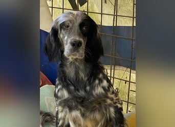 Helvetia - Zuhause dringend gesucht - Angst beginnt im Kopf ? Mut auch!