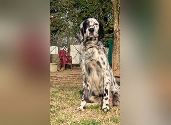 Flik - (Dringend Pflegestelle oder Zuhause gesucht) träumt von mehr!