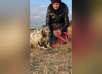 Boris -  zu schade zum Jagen