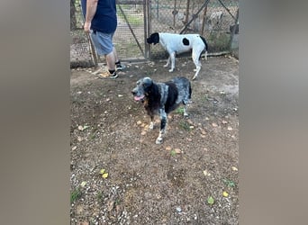 Gloria - Herzenshund sucht Sofa und Streichel-Abo