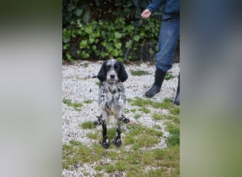 Kira - Darf ich jetzt einfach Hund sein?