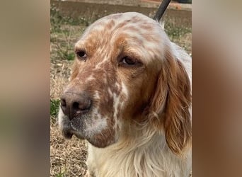 Zak - mitten ins Herz