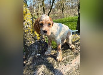 Matti - Das Einohrhäschen und sein Schutzengel