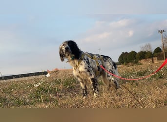 Boris -  zu schade zum Jagen