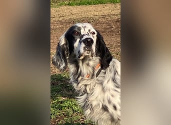 Flik - „A star is born!“