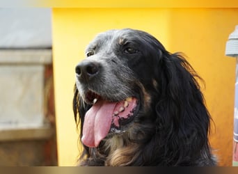 Gloria - Herzenshund sucht Sofa und Streichel-Abo