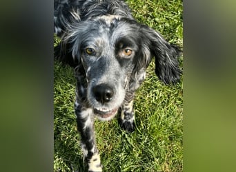 Helvetia - Zuhause dringend gesucht - Angst beginnt im Kopf ? Mut auch!