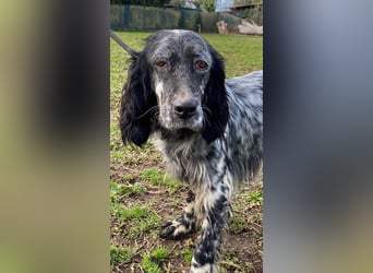 Viola - wo bleibt denn nun der Frühling?