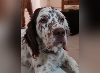 Sirio - Familienanhang bevorzugt