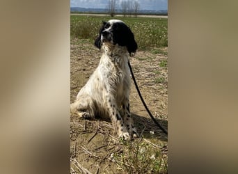 Fola - Hallo hübsche Setterina