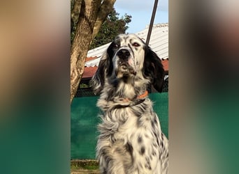 Flik - (Dringend Pflegestelle oder Zuhause gesucht) träumt von mehr!