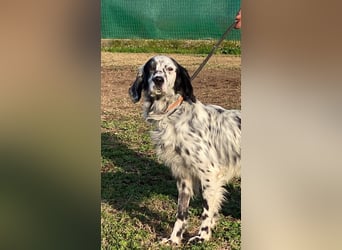 Flik - (Dringend Pflegestelle oder Zuhause gesucht) träumt von mehr!