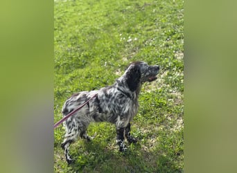 Elettra - Das Leuchten für immer