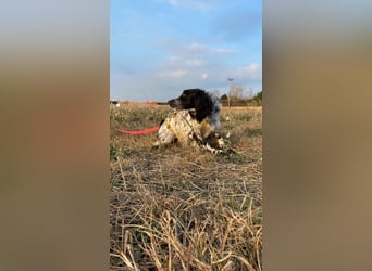 Boris - zu schade zum Jagen