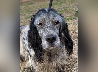 Elettra - Das Leuchten für immer