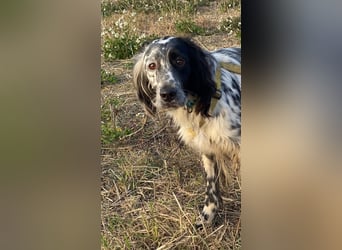 Boris - zu schade zum Jagen