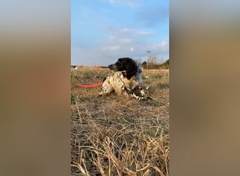 Boris -  zu schade zum Jagen