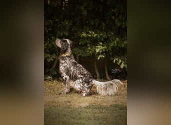 Helvetia - Zuhause dringend gesucht - Angst beginnt im Kopf ? Mut auch!