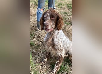 Rosy - Schönheit, die geblieben ist