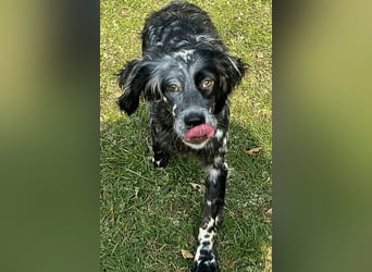 Helvetia - Zuhause dringend gesucht - Angst beginnt im Kopf ? Mut auch!