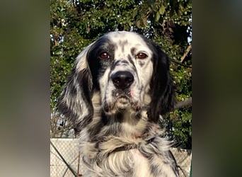 Flik - träumt von mehr!