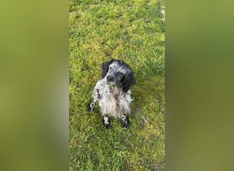 Elettra - Das Leuchten für immer