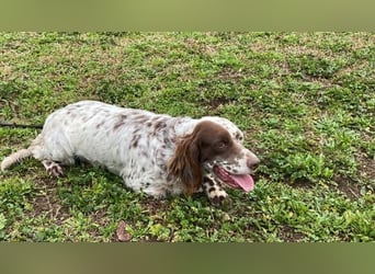 Belladonna - Setter-Schönheit mit ganz viel Herz