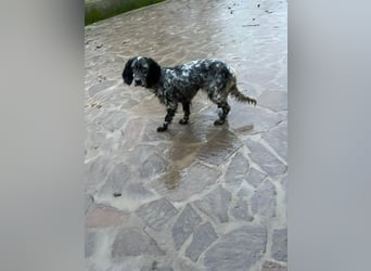 Viola - wo bleibt denn nun der Frühling?