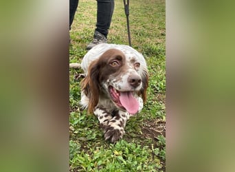 Belladonna - Setter-Schönheit mit ganz viel Herz