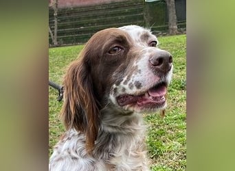Belladonna - Setter-Schönheit mit ganz viel Herz