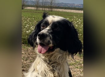 Fola - Hallo hübsche Setterina