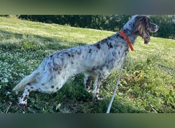 Belladonna - Italienische Prinzessin sucht ihr großes Glück