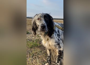 Boris -  zu schade zum Jagen