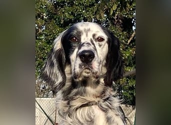 Flik - „A star is born!“