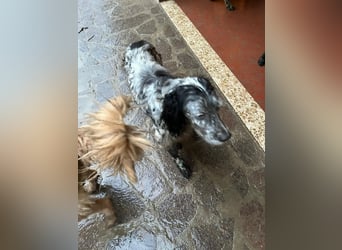 Elettra - Das Leuchten für immer