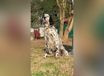 Flik - (Dringend Pflegestelle oder Zuhause gesucht) träumt von mehr!