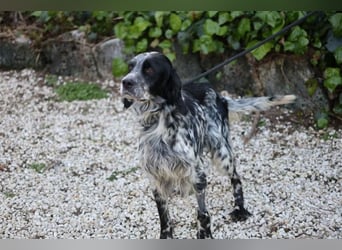 Kira - Darf ich jetzt einfach Hund sein?