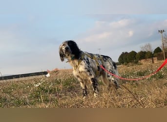 Boris - zu schade zum Jagen