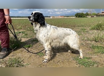 Fola - Hallo hübsche Setterina