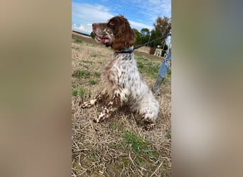 Rosy - Schönheit, die geblieben ist