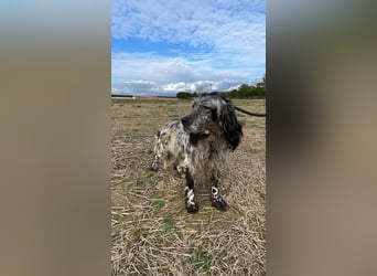 Elettra - Das Leuchten für immer