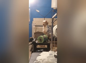 Beto - Mehr Braucht man nicht