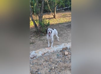 Sirio - Familienanhang bevorzugt